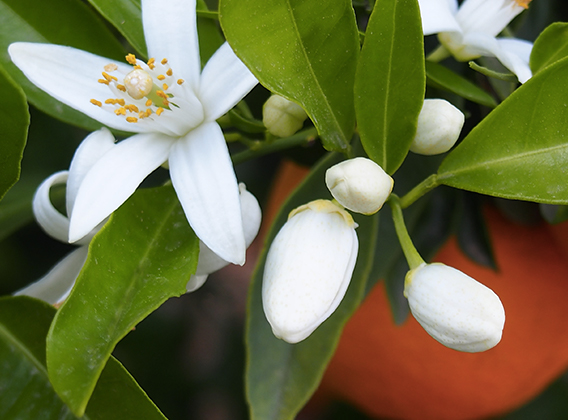 Fleur d'oranger